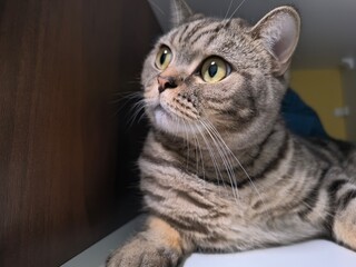 Obraz premium Scottish straight-eared grey striped cat.