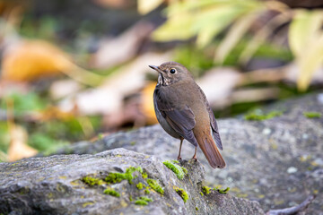 Hermit Thrush on a log 