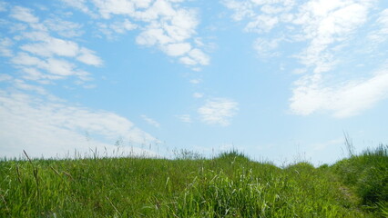 Green field with field road and horizon with sunny blue sky and white clouds - natural rural view....