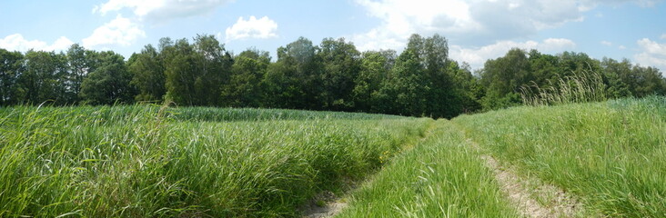 Green field with field road and horizon with forest and sunny blue sky and white clouds - natural rural panorama. Topics: air space, weather, natural environment, vegetation, agriculture, season