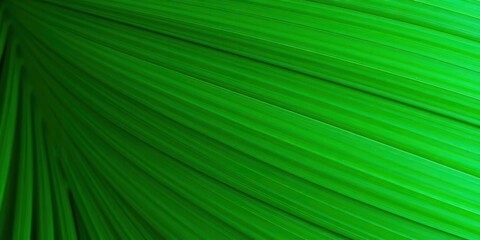 Obraz premium Close up of natural palm leaf texture in tropical green hues, showcasing intricate veining and vibrant coloration, foliage, veining