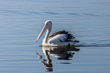 An Australian Pelican swimming in the sea