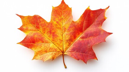 Obraz premium Bright colorful natural autumn dry curved maple leaf yellow orange red tones isolated on white background