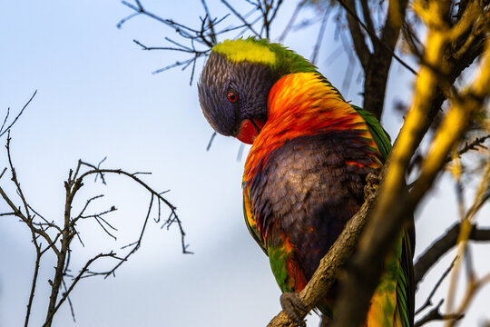 A Rainbow Lorikeet perched on a branch preening
