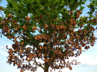 Oak tree in spring season with new green leaves and last year's autumn brown leaves and blue sky -...