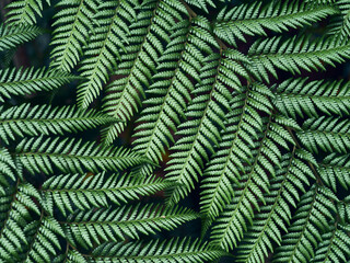 Fresh green fern fronds