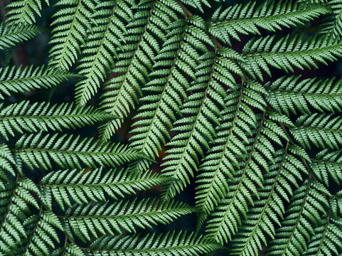 Fresh green fern fronds