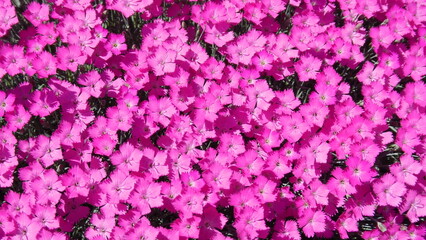 Obraz premium Pink flowers mini carnations on sunny spring weather - natural floral background. Topics: beauty of nature, blossom, garden, vegetation, flowering, macro, season