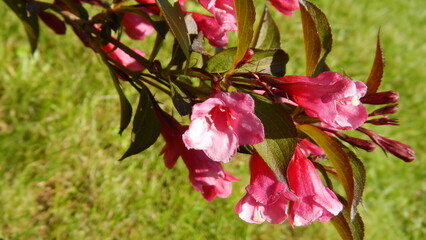 Pink flowers Weigela on blooming branch of ornamental shrub on sunny spring time - close-up. Topics: beauty of nature, blossom, garden, vegetation, flowering, macro, season