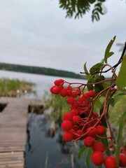 jarzębina © Dorota