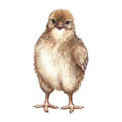 Cute little chicken. A hand-drawn watercolor illustration. Highlight it. The chick is a baby bird. For the design of greeting and invitation cards for Easter. For packaging, labels, textiles.