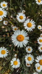 Fototapeta premium Close-up view of numerous white daisies with yellow centers, densely clustered together within a field of dark green foliage. The focus is sharpest on a central daisy.