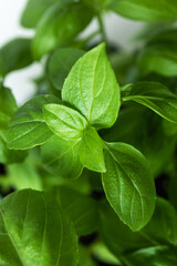 Fresh basil leaves close-up