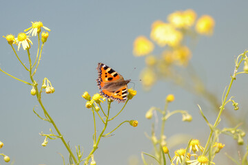 Ein Schmetterling saugt Nektar © Maria