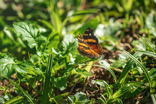 Bella Mapwing Butterfly (Hypanartia bella)