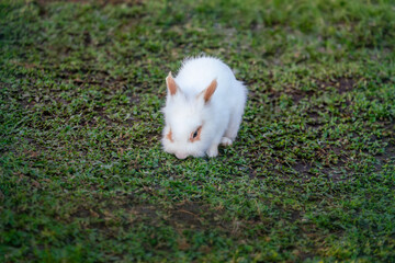 Domestic Rabbit - White Lionhead Rabbit