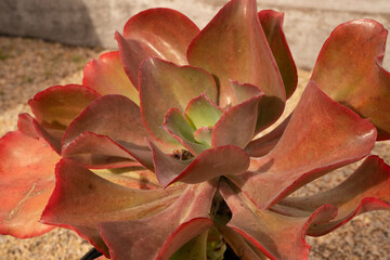 Exotic succulent plants. Closeup view of Aeonium davidbramwellii red leaves foliage