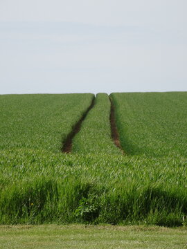 Tractor track running towards the horizon in a field of green wheat - Trace d'exploitation d'un tracteur filant vers l'horizon  dans un champ de bl&eacute; vert
