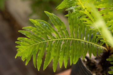 Leaves background. Closeup view of Blechnum gibbum, also known as miniature tree fern, beautiful...
