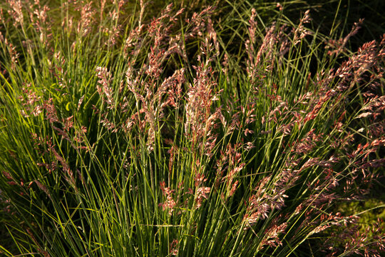Floral ornamental grasses. Closeup view of Melinis nerviglumis, also called Ruby Grass, green foliage and red, pink flowers spring blooming in the garden