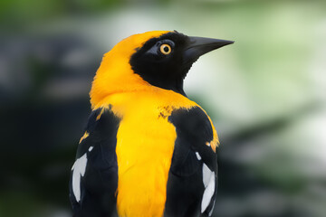 Naklejka premium Orange-backed troupial bird (Icterus croconotus)