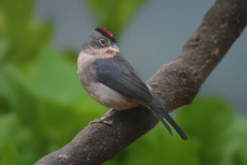 Grey pileated Finch bird (Coryphospingus pileatus)