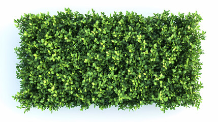 Obraz premium Aerial view of shadowed boxwood hedge on white background. Shadowed. Illustration
