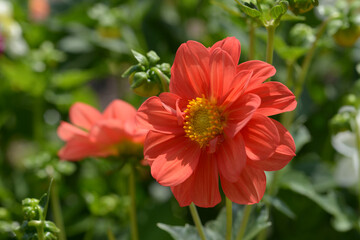 オレンジ色のダリア