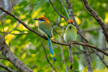 Momoto corona caf&eacute;, Momotus mexicanus.