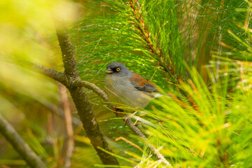 Junco Ojos de Lumbre, Junco phaeonotus.