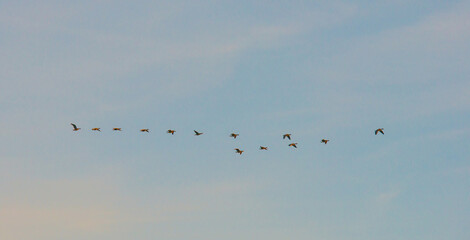 Obraz premium Birds flying in a colorful sky at sunrise in autumn, Almere, Flevoland, The Netherlands, November 29, 2024