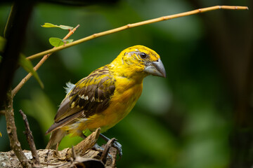 Picogordo Amarillo, Pheucticus chrysopeplus, Golden Grosbeak.