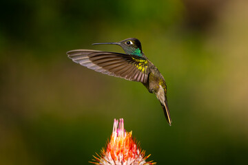 Colibrí Magnífico, Magnificent Hummingbird,  © Roberto