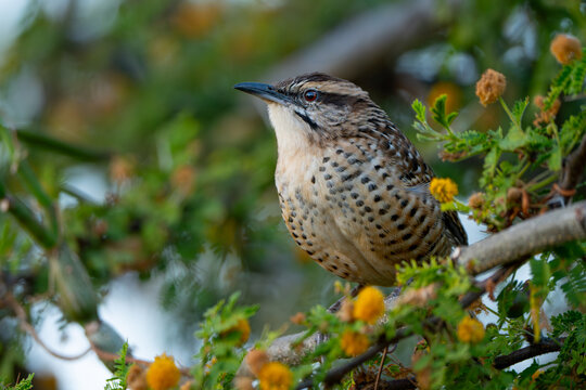Matraca Serrana, Campylorhynchus gularis.