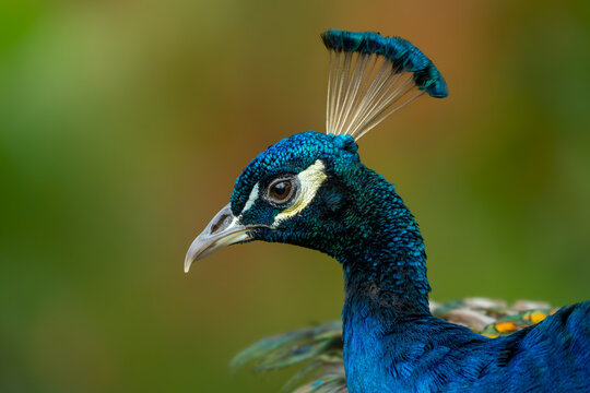 Pavorreal, Pavo cristatus,