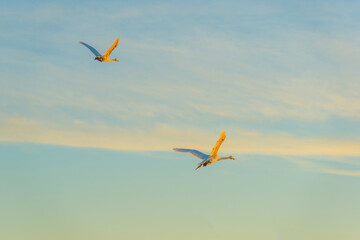 Swan flying in bright yellow sunlight at sunrise in autumn, Almere, Flevoland, The Netherlands, November 29, 2024