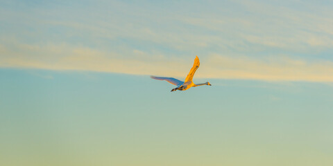 Naklejka premium Swan flying in bright yellow sunlight at sunrise in autumn, Almere, Flevoland, The Netherlands, November 29, 2024