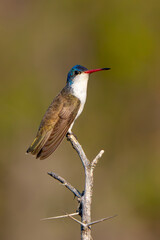 Fototapeta premium Colibrí Corona Violeta, Violet-crowned Hummingbird
