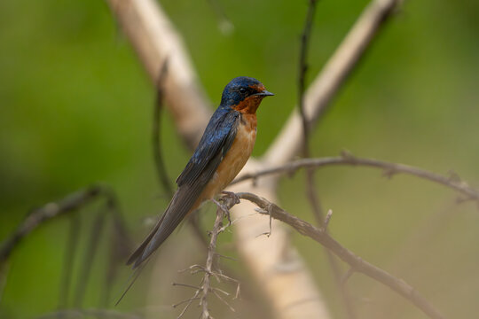 Golondrina Tijereta, Hirundo Rustica, swallow, woodswallow