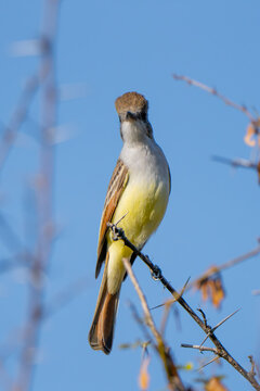 Papamoscas Mosquerito, Flycatcher