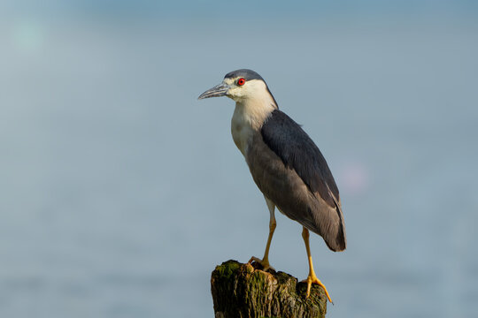 Garza Nocturna Corona Negra, Nycticorax nycticorax. Black-crowned Night Heron