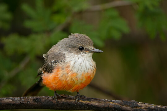 Papamoscas Cardenalito. Pyrocephalus rubinus. flycatcher