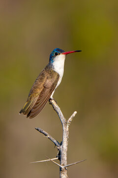 Colibr&iacute; Corona Violeta, Violet-crowned Hummingbird