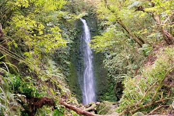 Water Cascading Over Mossy Rocks at Nicols Falls: Serene Forest Waterfall