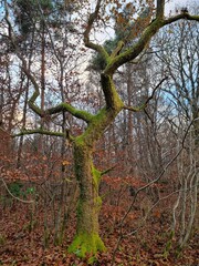 Obraz premium tree in autumn holstebro 