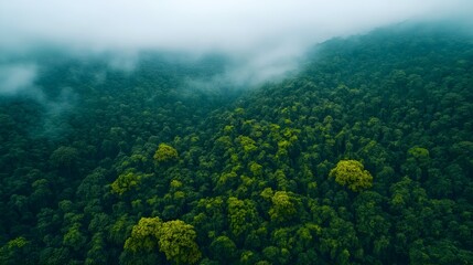Fototapeta premium Misty Green Forest Aerial View