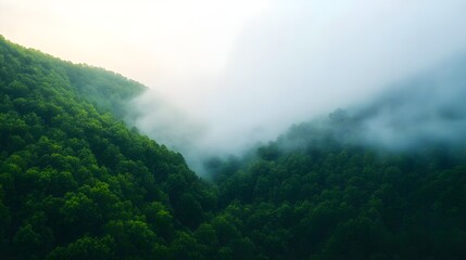 Obraz premium Misty Green Mountain Forest