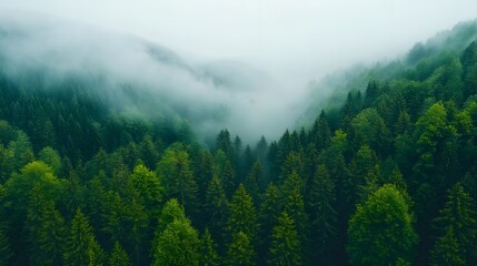 Fototapeta premium Misty Mountain Forest Aerial View