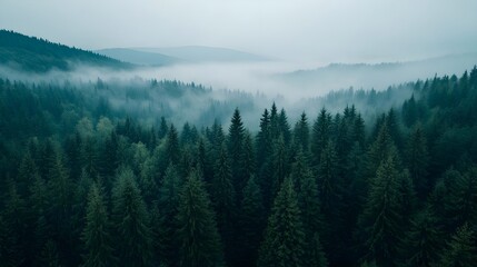 Fototapeta premium Misty Mountain Forest Landscape