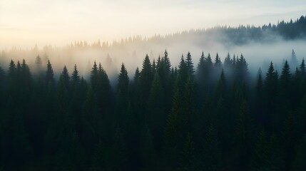 Misty Mountain Pine Forest